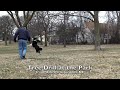 tree_drill.m4v
