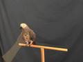 Cockatiel / Parrot Tricks