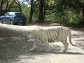 videos de Hermosos Tigres