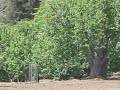 Economic Collapse Rural Watsonville, California Real Estate Jack D Deal Videos Economic Collapse Rural Watsonville, California Real Estate Jack D Deal Videos