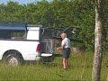 Large Bobcat Release