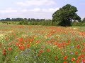 Wildflower meadow in Londonthorpe Wood, nr. Grantham U.K.June 11th 2007. Londonthorpe Wood is part of the Woodland Trust.Woodland Trust web site:http://www.wt-woods.org.uk/LondonthorpeWoodLondonthorpe news is covered by theGrantham Journal - web site:http://www.granthamjournal.co.ukCamcorder: JVC GR-D270EK,Edited in Ulead VideoStudio 10.Uploaded as 640x480 wmv best quality.Video postcards in this series include:Barrowby, Denton, Little Ponton, Antons Gowt nr. Boston, Crowland, Wimbledon, Wimbledon Common, London, London Eye, Albert Bridge, Belvoir Castle, Harlaxton, Harlaxton Manor, Hemmingford Abbots, Belton nr. Grantham, Grantham market place, Woolsthorpe by Belvoir, Londonthorpe, Londonthorpe Wood, Honington, Epping Forest, Woodnook Valley, Walcot nr. Folkingham and Sleaford, Stoke Rochford, Stroxton, Harlow, Peakirk, Clipsham, Knipton, Little Humby, Old Somerby.Future video postcards will include:Boothby Pagnell, Bassingthorpe, Westby, Burton le Coggles, Bitchfield, Irnham, Ingoldsby, Irnham, Ropsley, Colsterworth, Skillington, Corby Glen, Horbling, Billingborough, Threekingham, Hungerton, Wyville, Woolsthorpe by Colsterworth, Skillington, Buckminster, Casthorpe, Barkstone, Redmile, Bottesford, Muston, Sedgebrook, Allington, Foston, Hougham, Marston, Hough on the Hill, Brandon, Caythorpe, Carlton Scroop, Normanton, Fulbeck, Leadenham, Welbourn, West Willoughby, Gonerby, Spittlegate, the Ermine Street, High Dyke Settlement, Settlements, Barkston, Syston, Ancaster, Wilsford, Rauceby, Silk Willoughby, Kelby, Welby, Oasby, Heydour, Culverthorpe, Aunsby, Dembleby, Sapperton, Pickworth, Hanby, Lenton, Keisby, Hawthorpe, Bulby, Kirkby Underwood, Sempringham, Pointon, Rippingale, Aslackby, Corby Glen,
