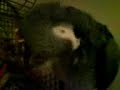 Chip the parrot loves his tickles