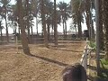 Saad Al Adhami Riding