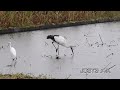 鳴門コウノトリ 2026/10/04 撮影 成長記録 徳島県鳴門市