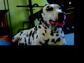 Peeco & Jada love to play
