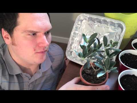 how to grow olive tree from seed
