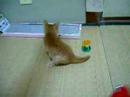 gatinho brincando 2