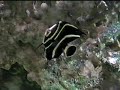Meu antigo aquário. Que saudades do casal de Peixe-Palhaço, do Paru e da Donzela Azul! 