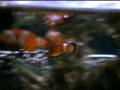 videos de Aquário Marinho