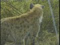 Spotted Hyena Looking For A Nibble Spotted Hyena Looking For A Nibble