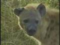 Spotted Hyena Looking For A Nibble