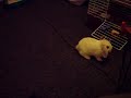 headshake