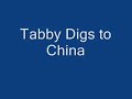 Tabby Digs her way to China Long Hair Chihuahua Teacup