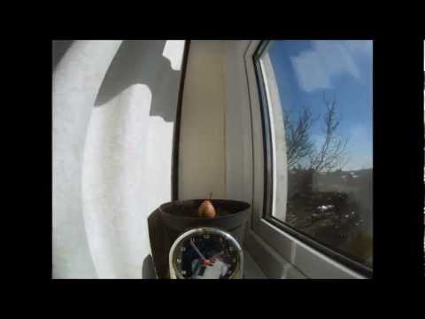 how to plant avokado