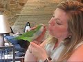 Dee Dee the Quaker Parrot says..... Dee Dee the Quaker Parrot says.....