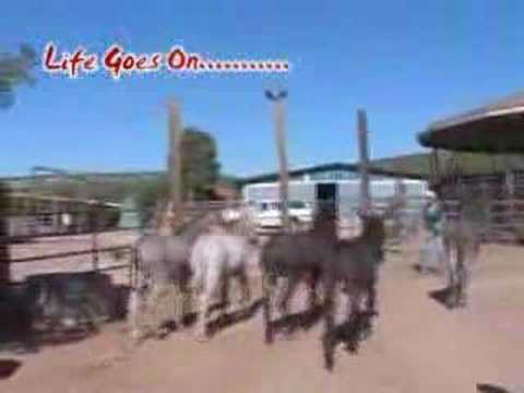 Peaceful Valey Donkey Rescue - Life ...