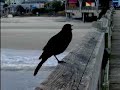 Boattailed Grackles  Song