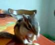 Streifenhörnchen Rudis Reise Teil 2