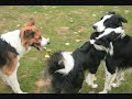 Luna's Puppyparty - Part II