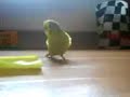 Wellensittich Pauli spricht ^^
