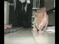 chien vs chat:reda chien vs chat:reda