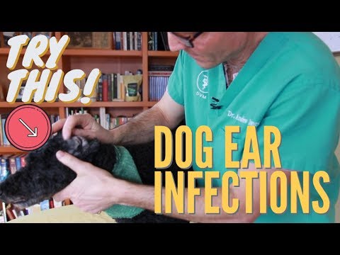 how to relieve dog ear infection