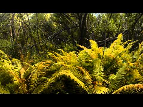 how to transplant ostrich ferns