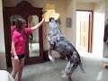 Odey and the BOX (Great Dane)