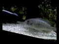 reproduction copadichromis mloto yellow fin