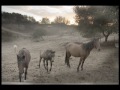 Pregnant Mare Rescue - Images of the rescued horses Pregnant Mare Rescue - Images of the rescued horses