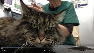 Maine Coon cats