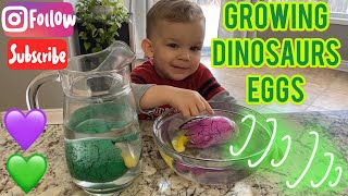 Growing dinosaur in water