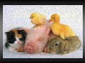 Valores Veganos
