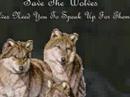 My First Wolf Video