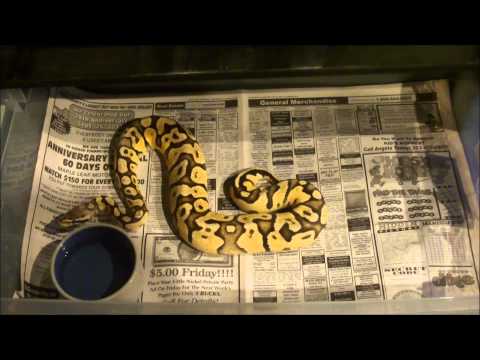 how to properly feed a ball python