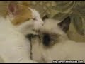 Cute Kittens Playing
