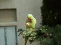 HandJivin' Green Parrot