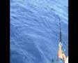 dogtooth tuna 87 kg