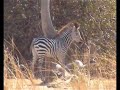 Baby Zebra