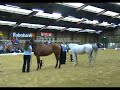 Demo EquiSense NHdag Demo EquiSense NHdag