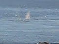 Humpback Whales Feeding at Red Bay Labrador