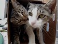 happy-family.html