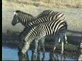Injured Zebra at Nkorho Pan 07/01/07