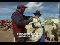 Video Ocuviri