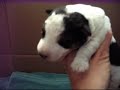 Cachorros de Chanty con 8 días Cachorros de Chanty con 8 días