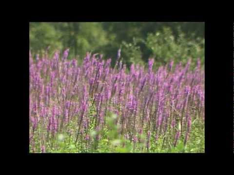 how to control purple loosestrife