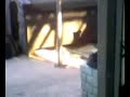 crazy dog