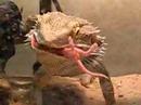 my bearded dragon VS.... Voir la vidéo
