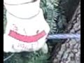 Click here to watch this video logging on Granstrom Road part 4